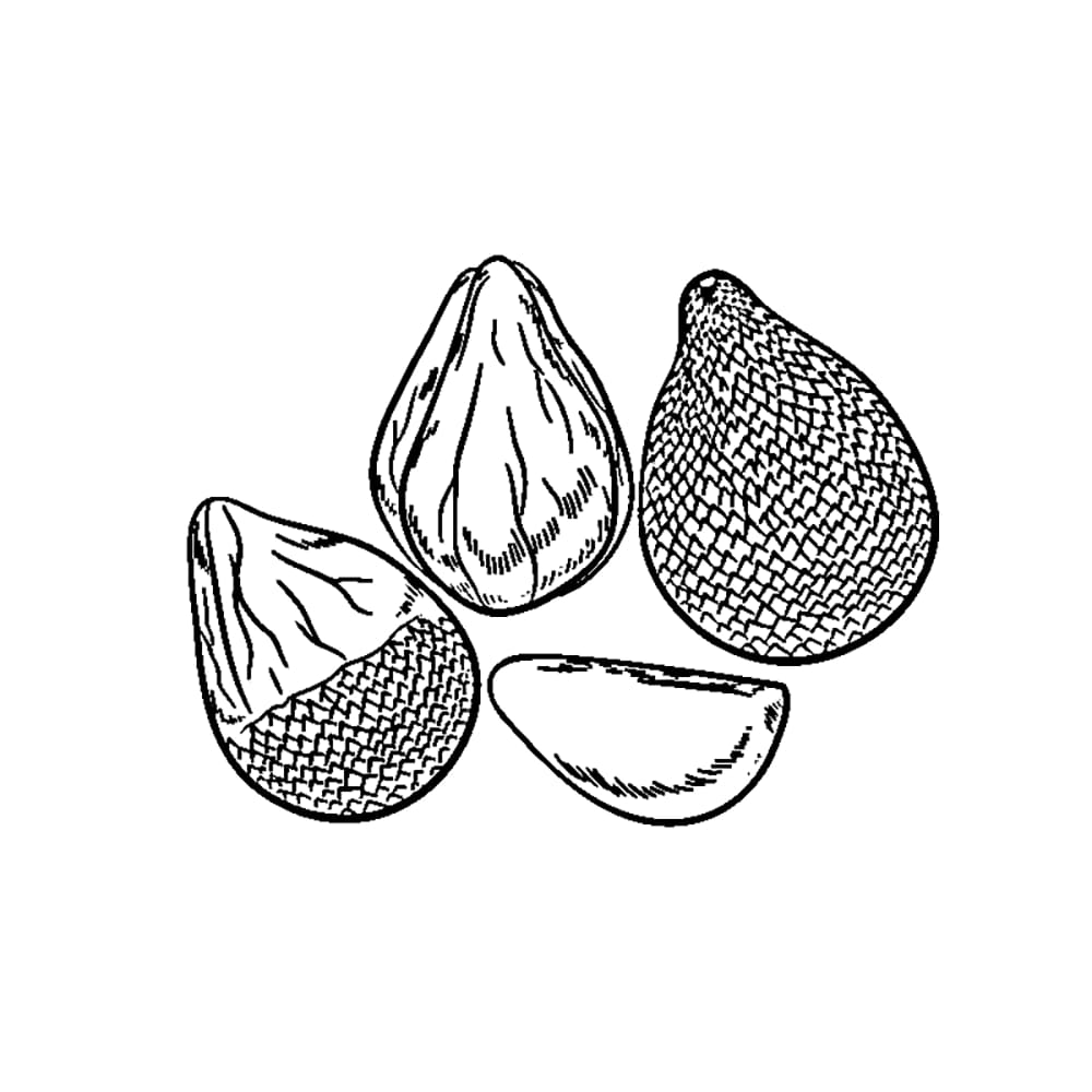 Sketsa Buah Salak