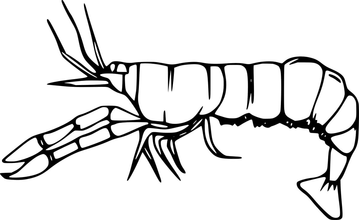 Udang Berlengan Panjang