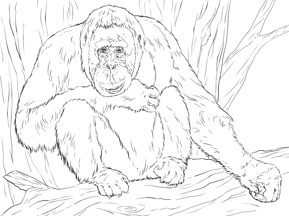 Orangutan yang realistis