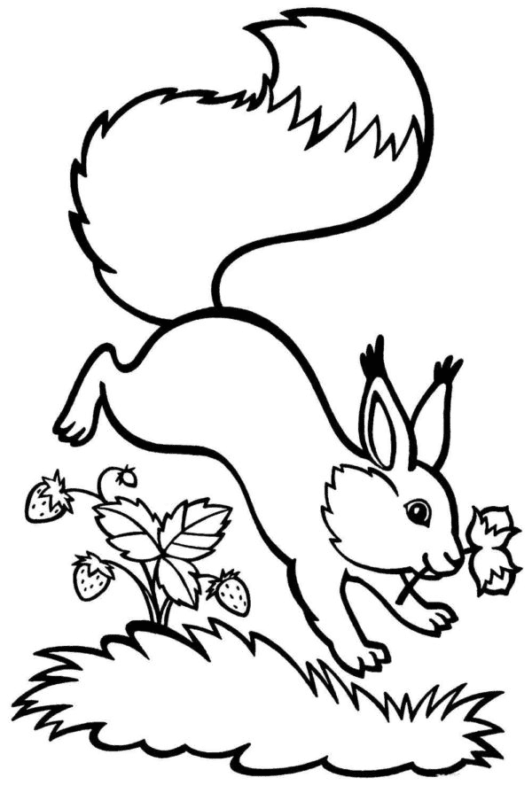 Tupai dengan Pohon Stroberi