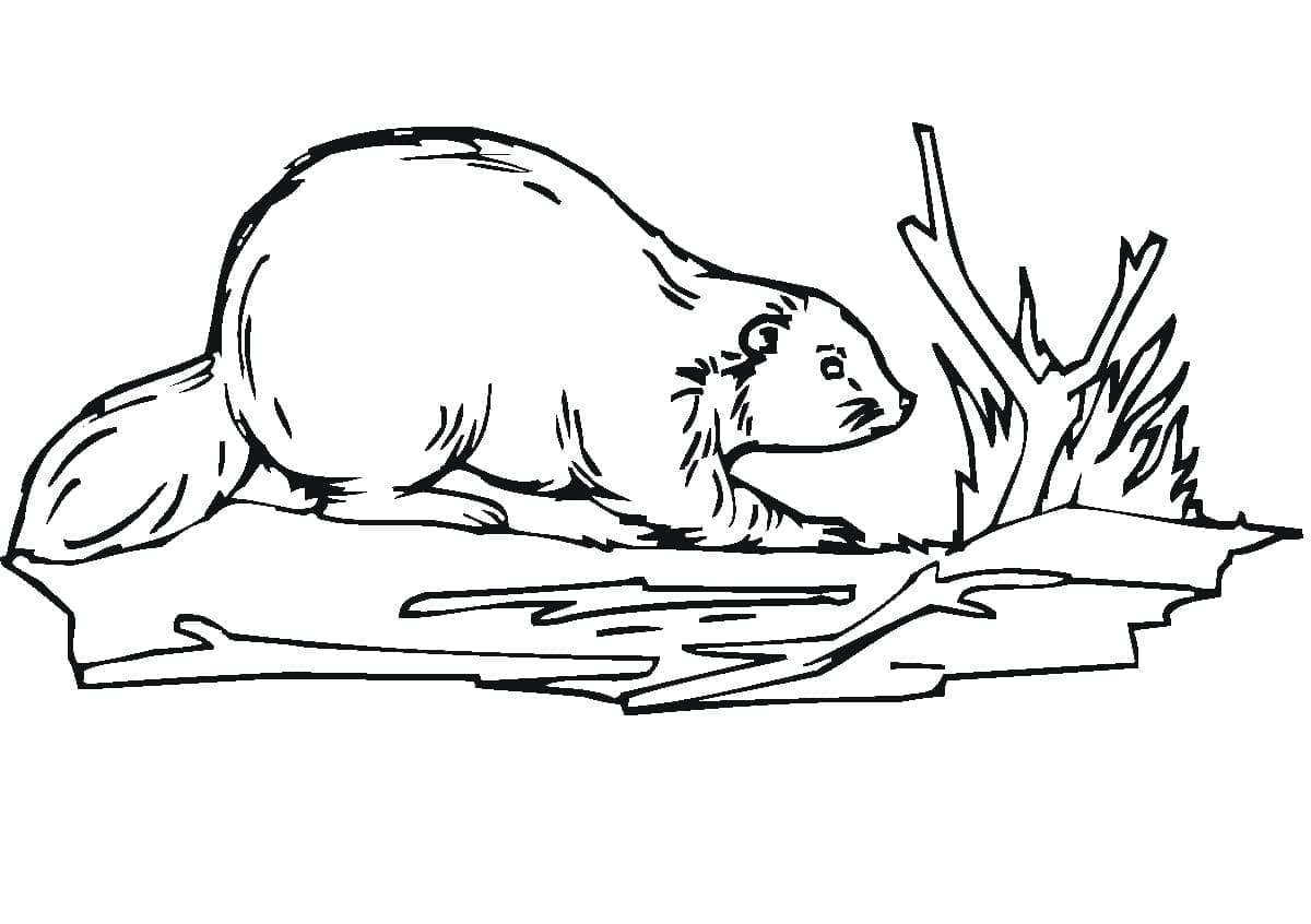 Berang-berang Normal