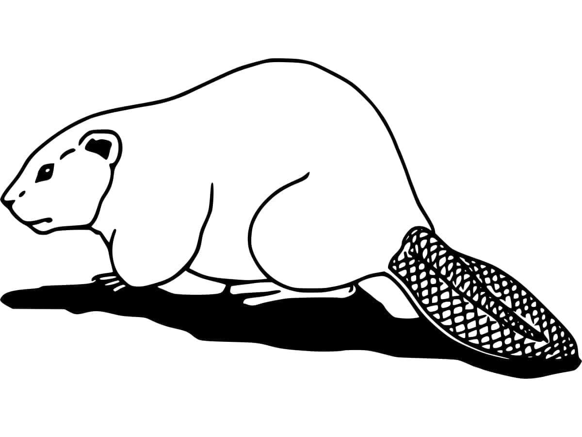 Berjalan Berang-berang