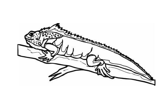 Cetak gambar Gratis kadal