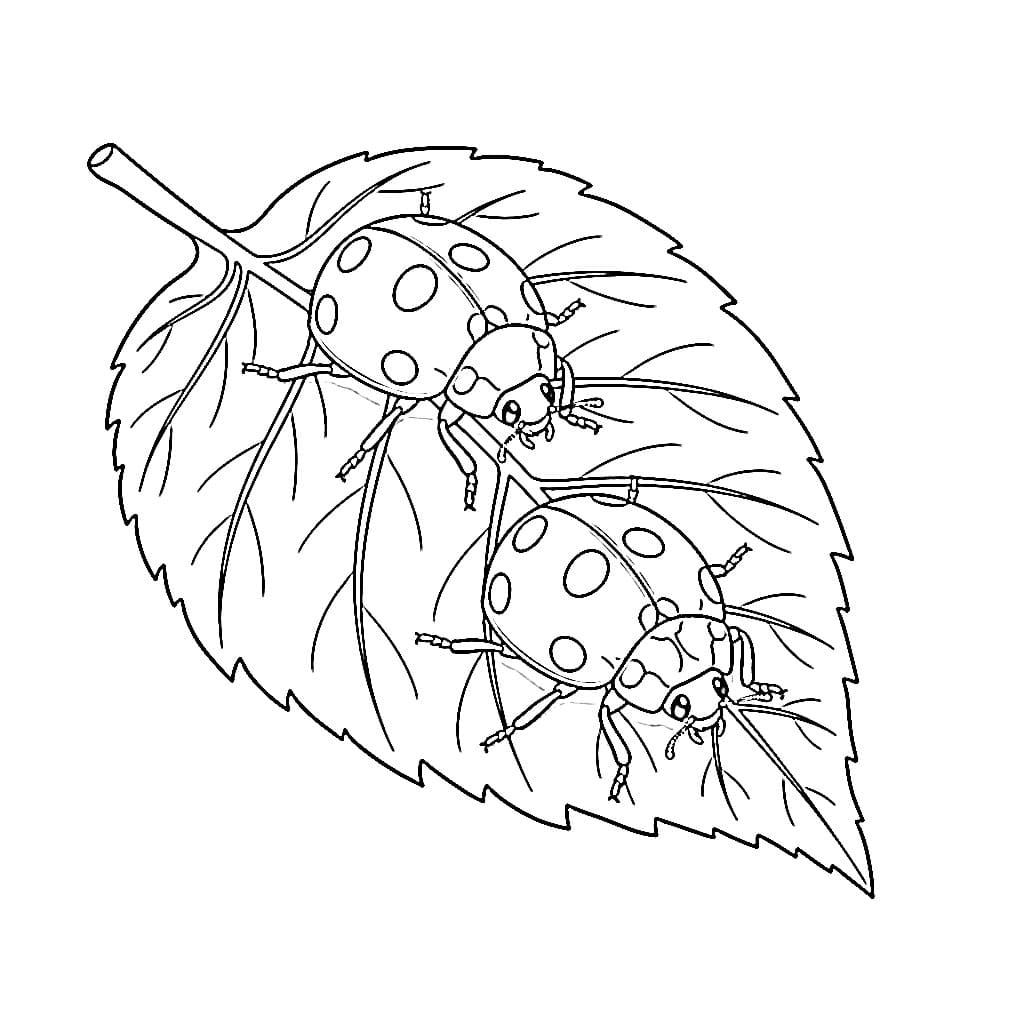 Dua Kumbang Kecil di daun