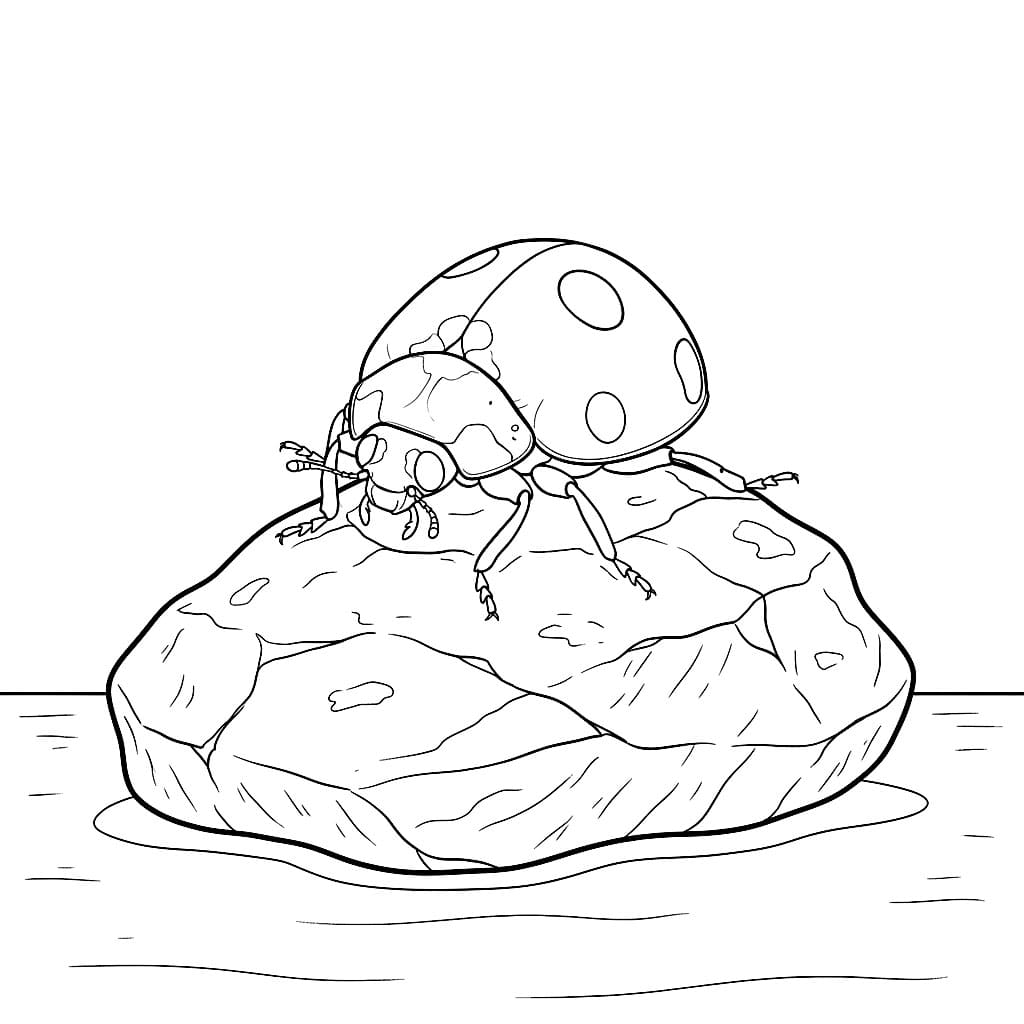 Kumbang Kecil di atas batu