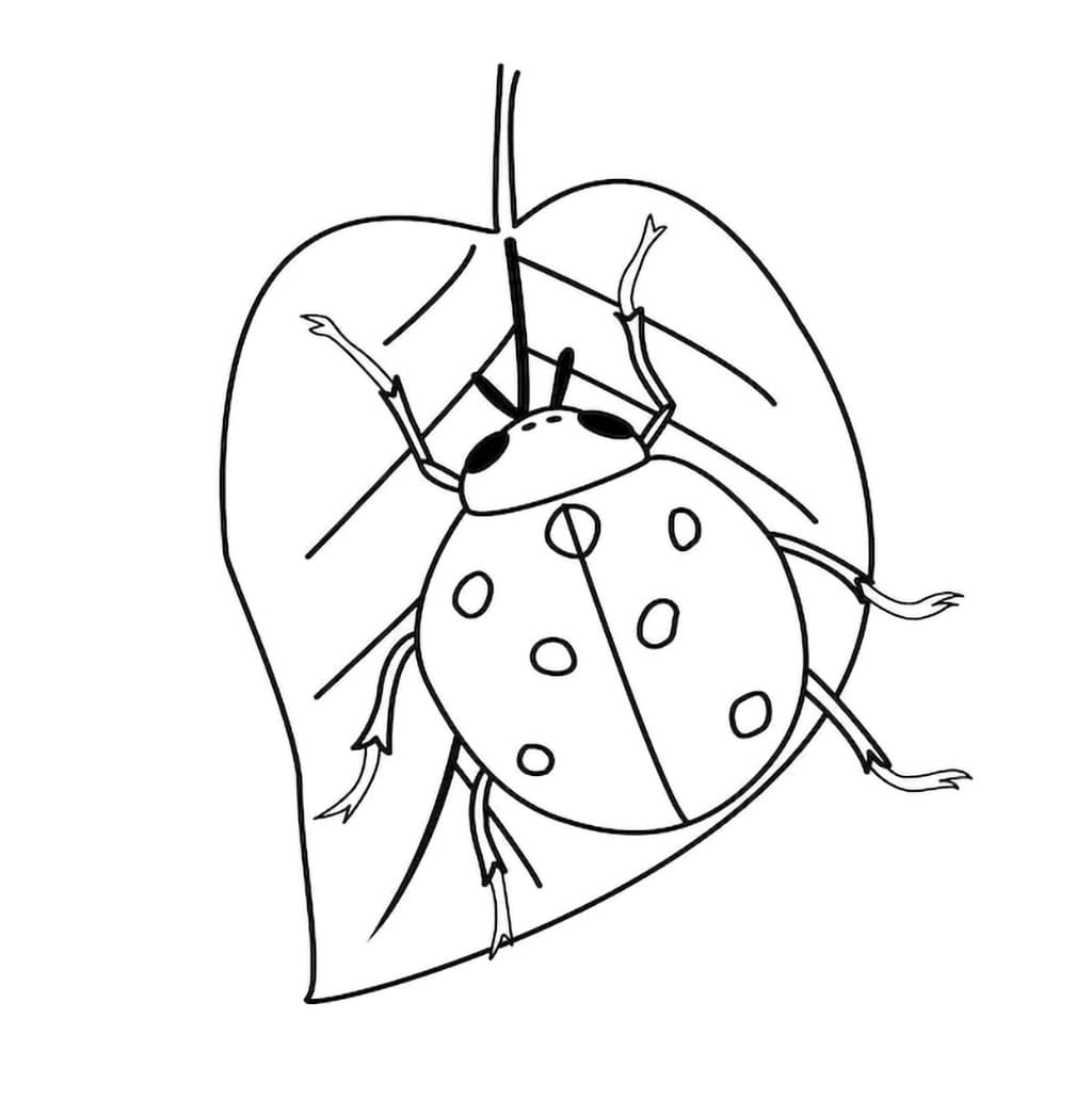 Kumbang Kecil di atas daun