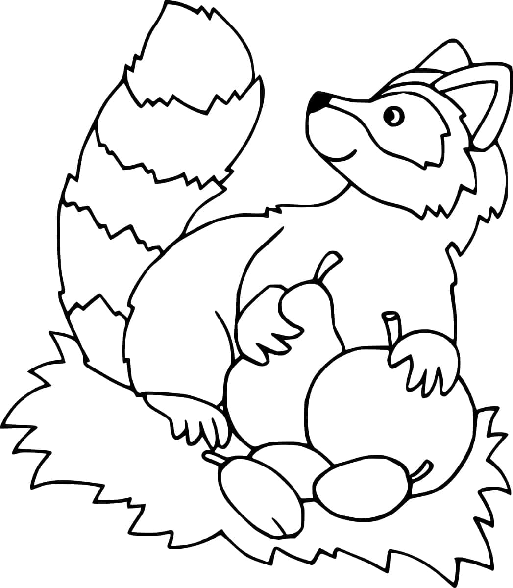 Rakun dan Buah-buahan