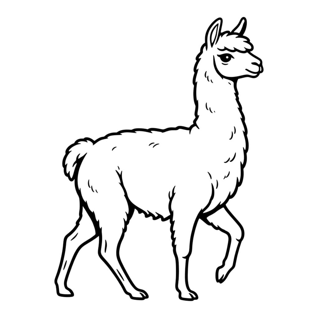 Llama