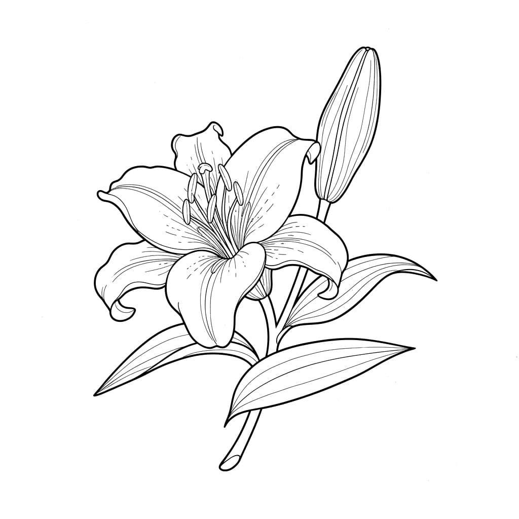 Bunga Bakung dengan Kuncup