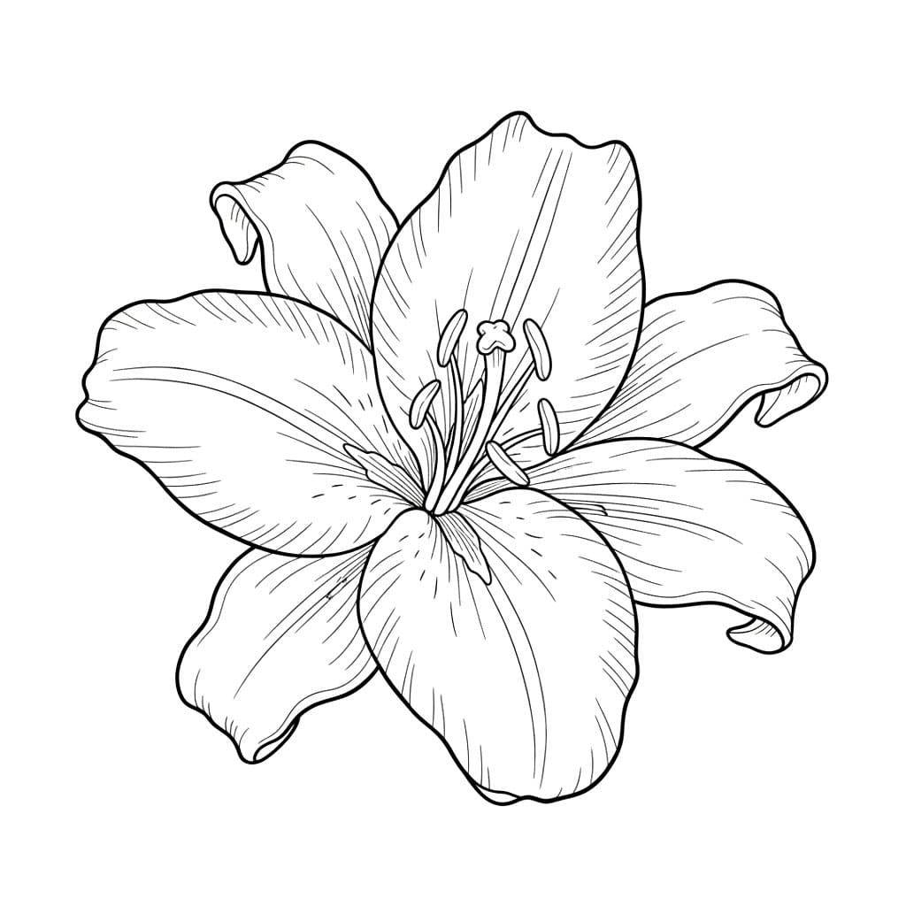 Bunga Bakung Tampak Dekat