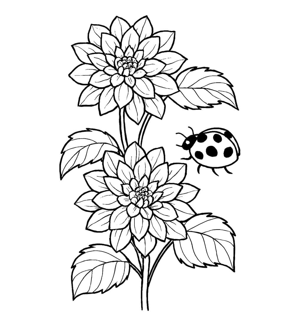 Bunga dahlia dan kumbang