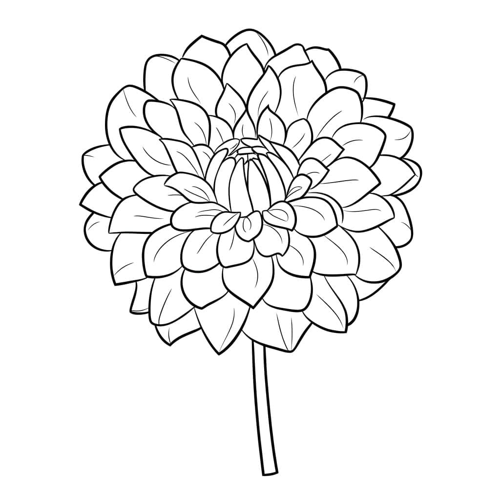 Bunga dahlia normal