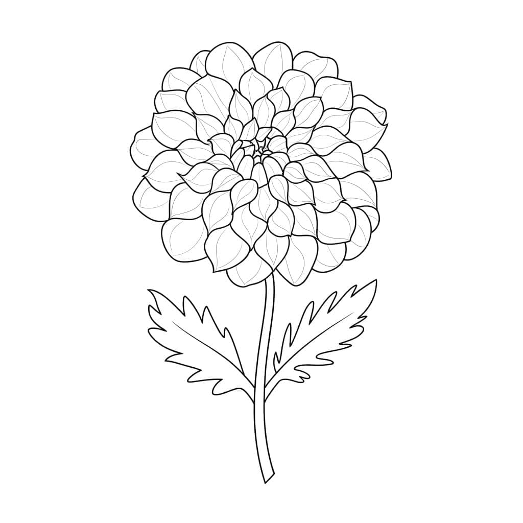Bunga dahlia sederhana