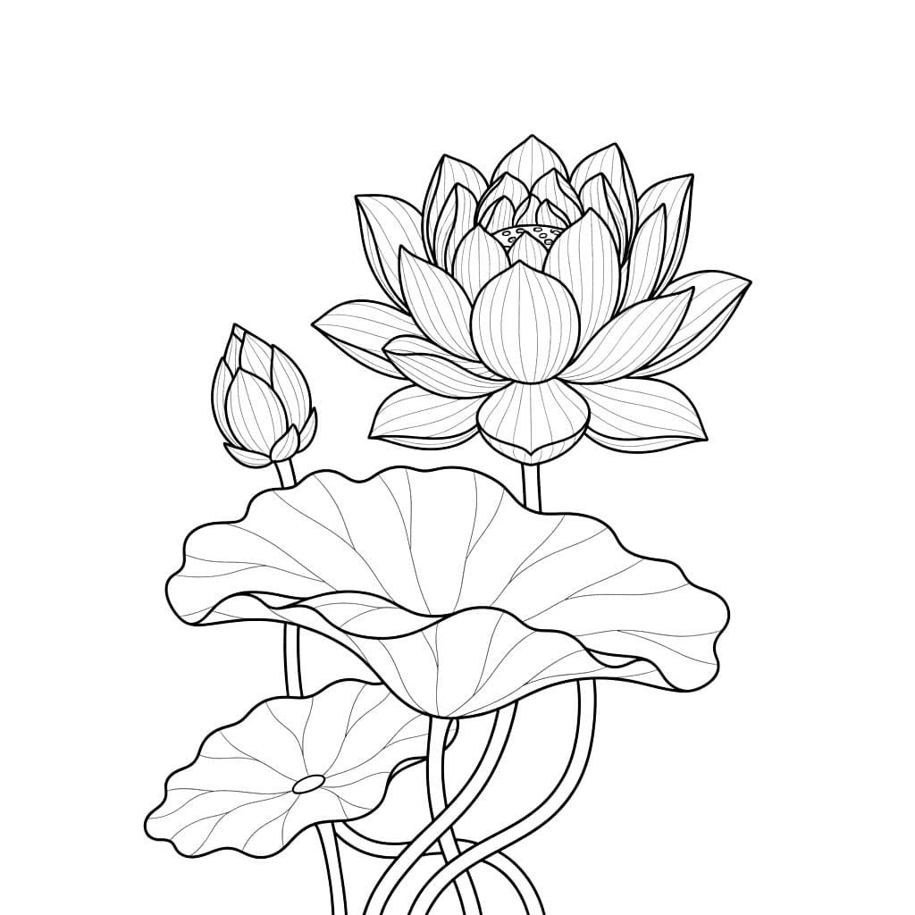 Bunga Teratai dengan Kuncup