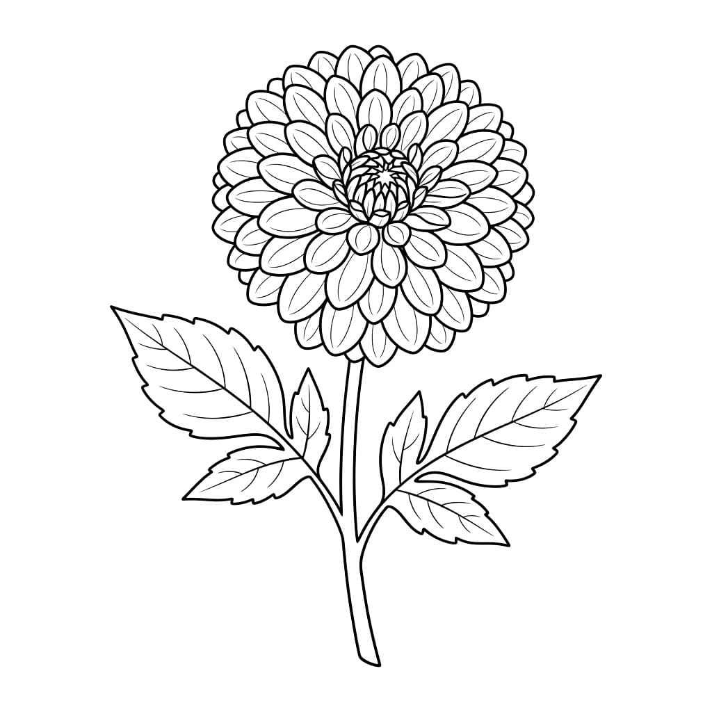 Cabang Bunga Dahlia