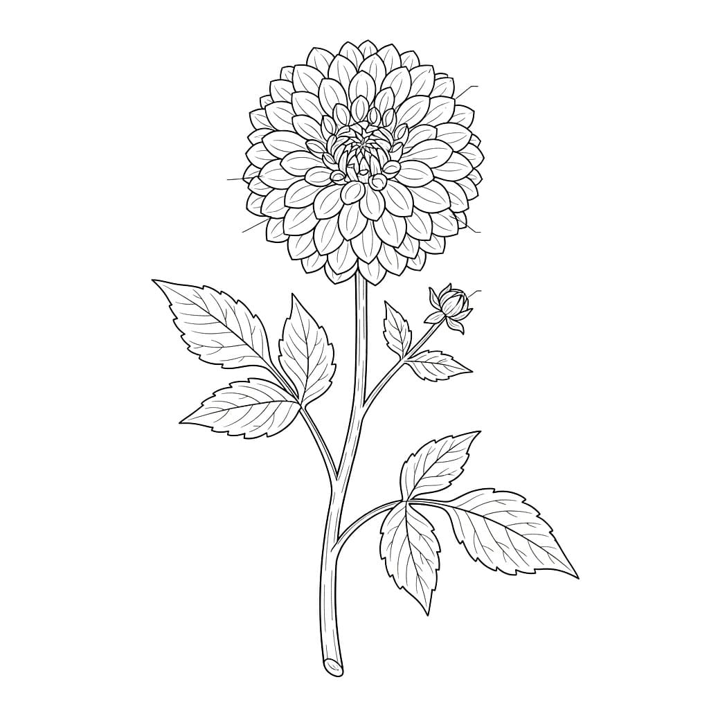 Cabang Dahlia Botani