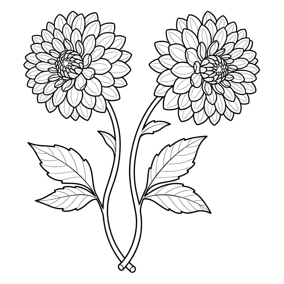 Cabang Dahlia Dua Bunga