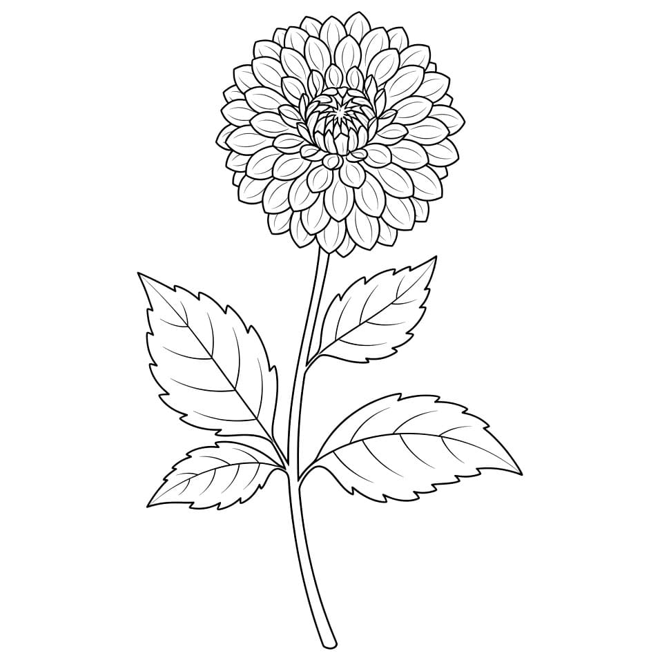 Dahlia Bertangkai Panjang