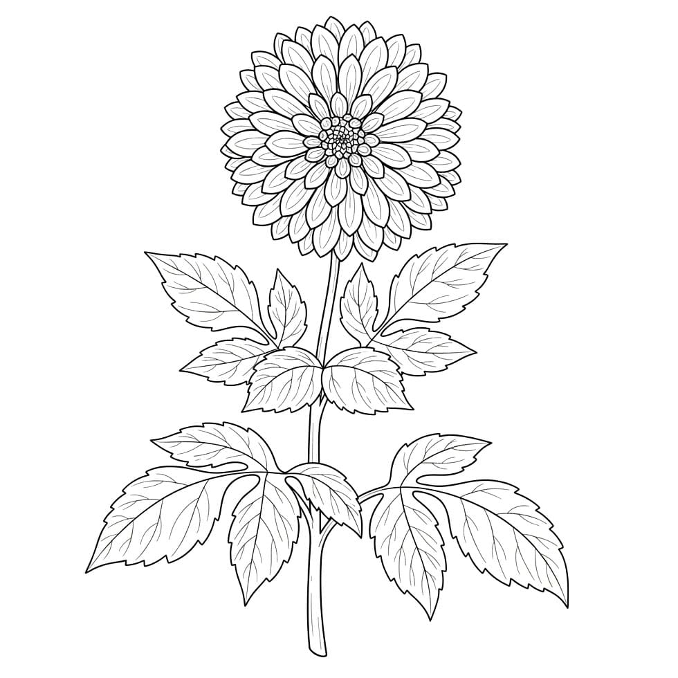 Dahlia dengan Banyak Daun