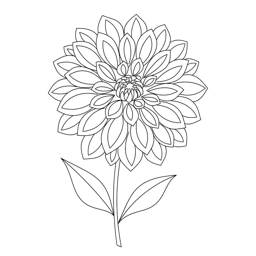 Dahlia Garis