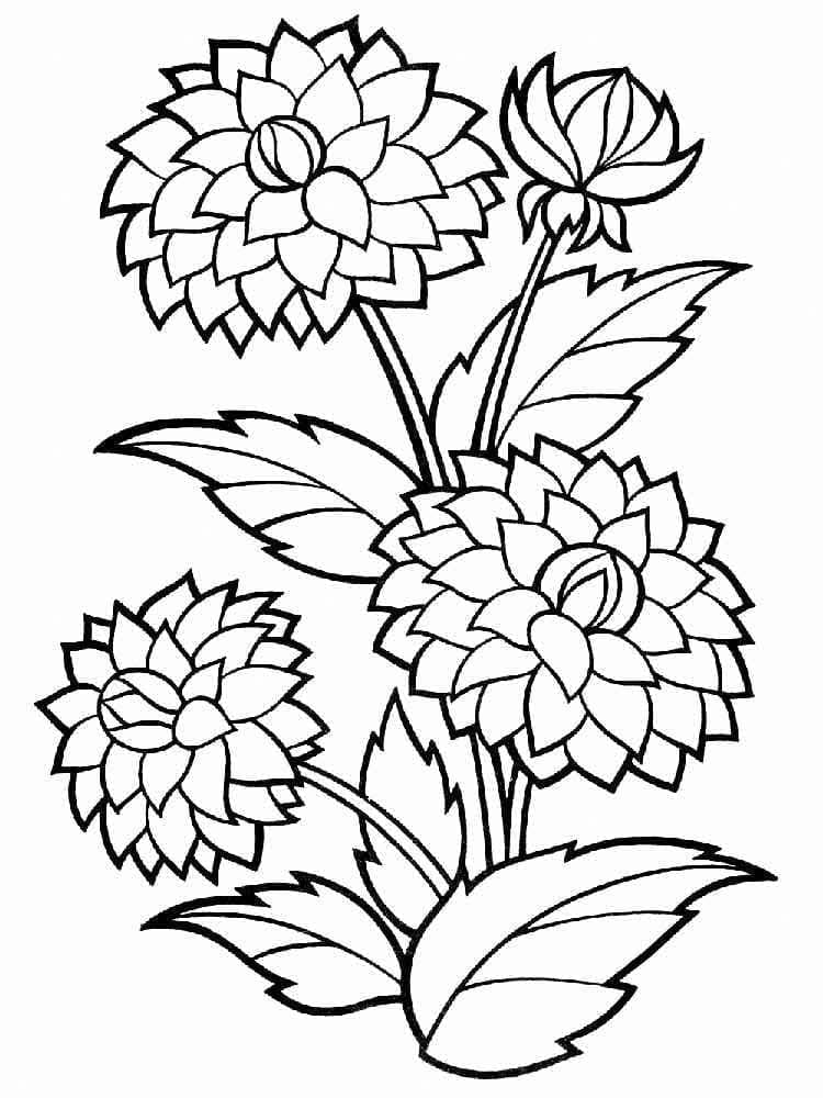 Dahlia gratis