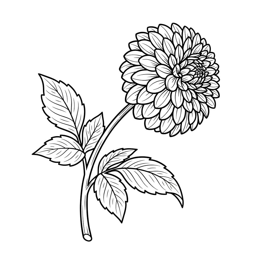 Dahlia Tampak Samping