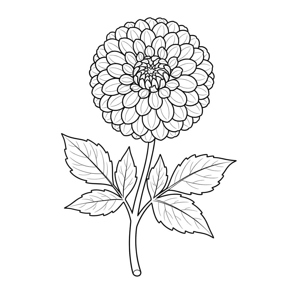 Gambar Tangkai Dahlia