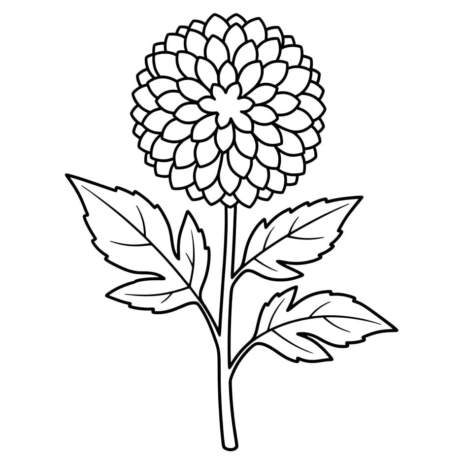 Garis Tanaman Dahlia