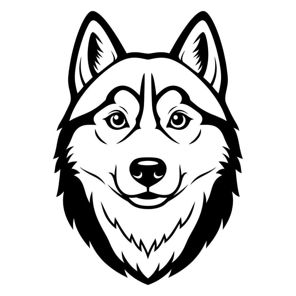 Husky Menghadap Depan