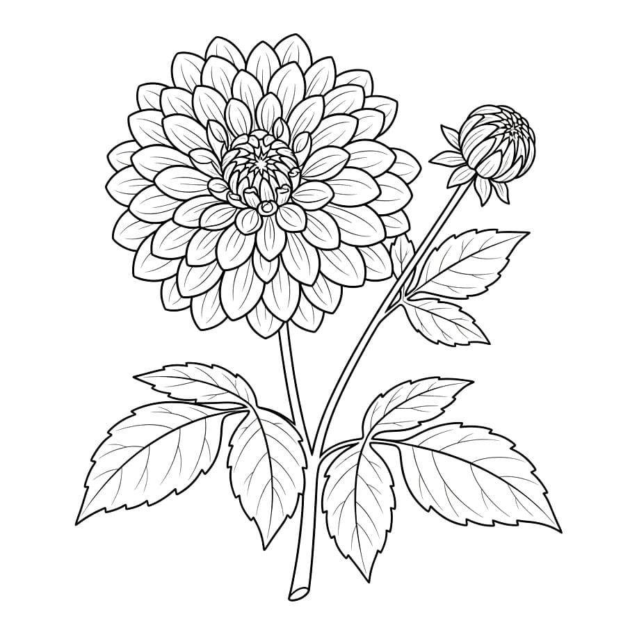 Kuncup dan Mekar Dahlia