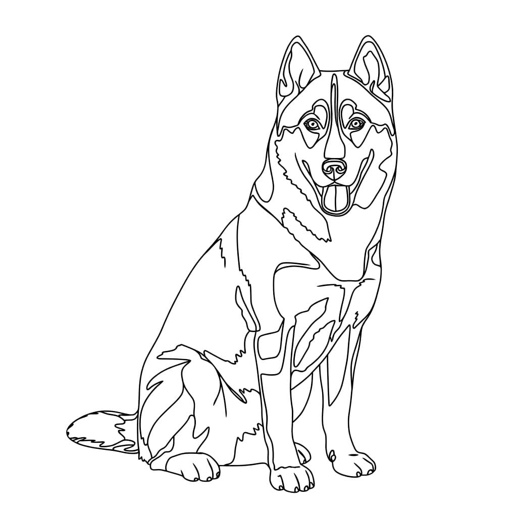 Seekor anjing Husky duduk