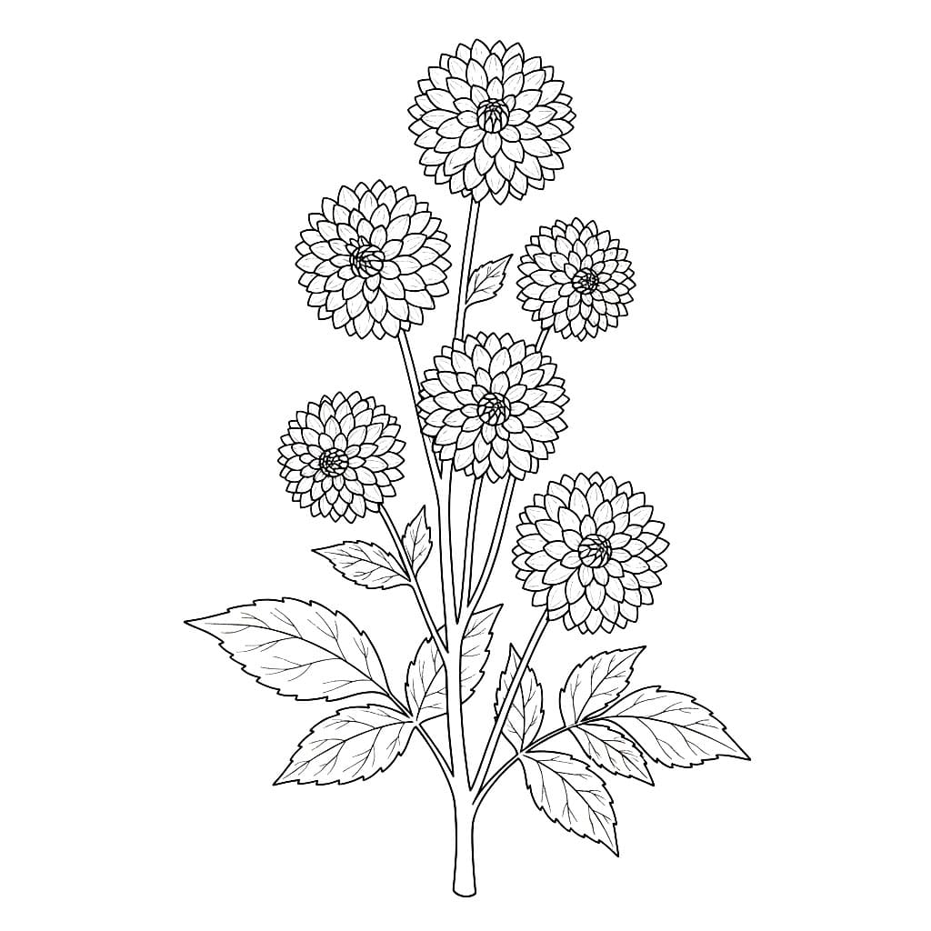 Tanaman Dahlia Tinggi