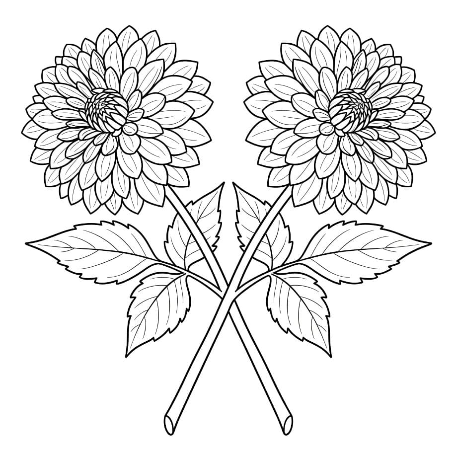 Tangkai Dahlia Bersilangan