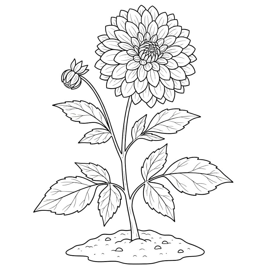 Tangkai Dahlia Kebun