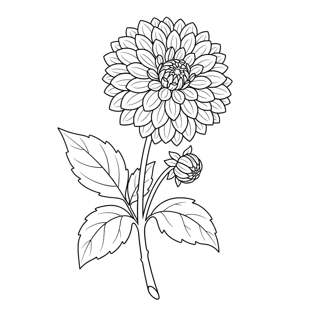 Tangkai Dahlia Mekar