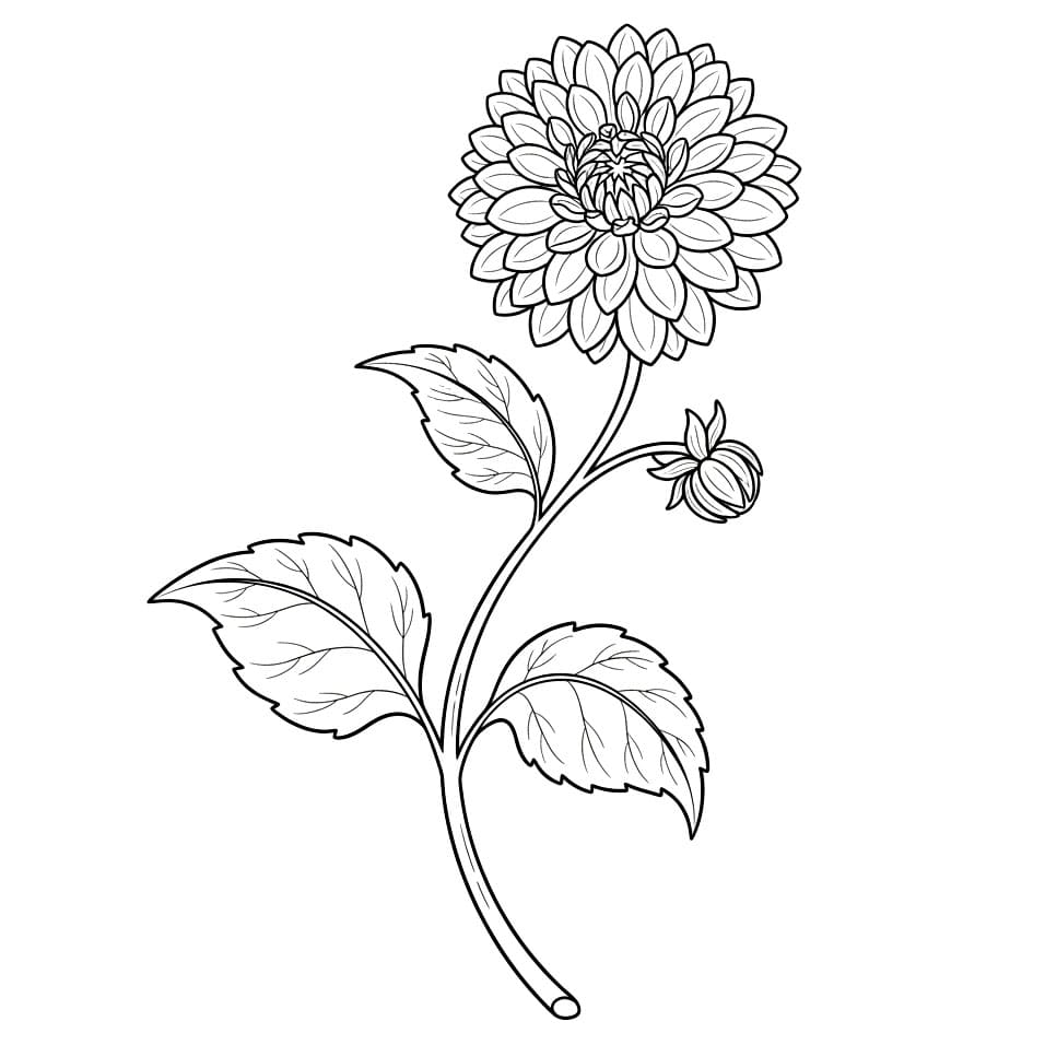Tangkai Dahlia Melengkung
