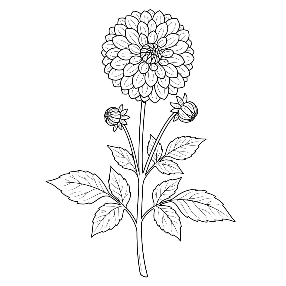 Tangkai Dahlia Taman