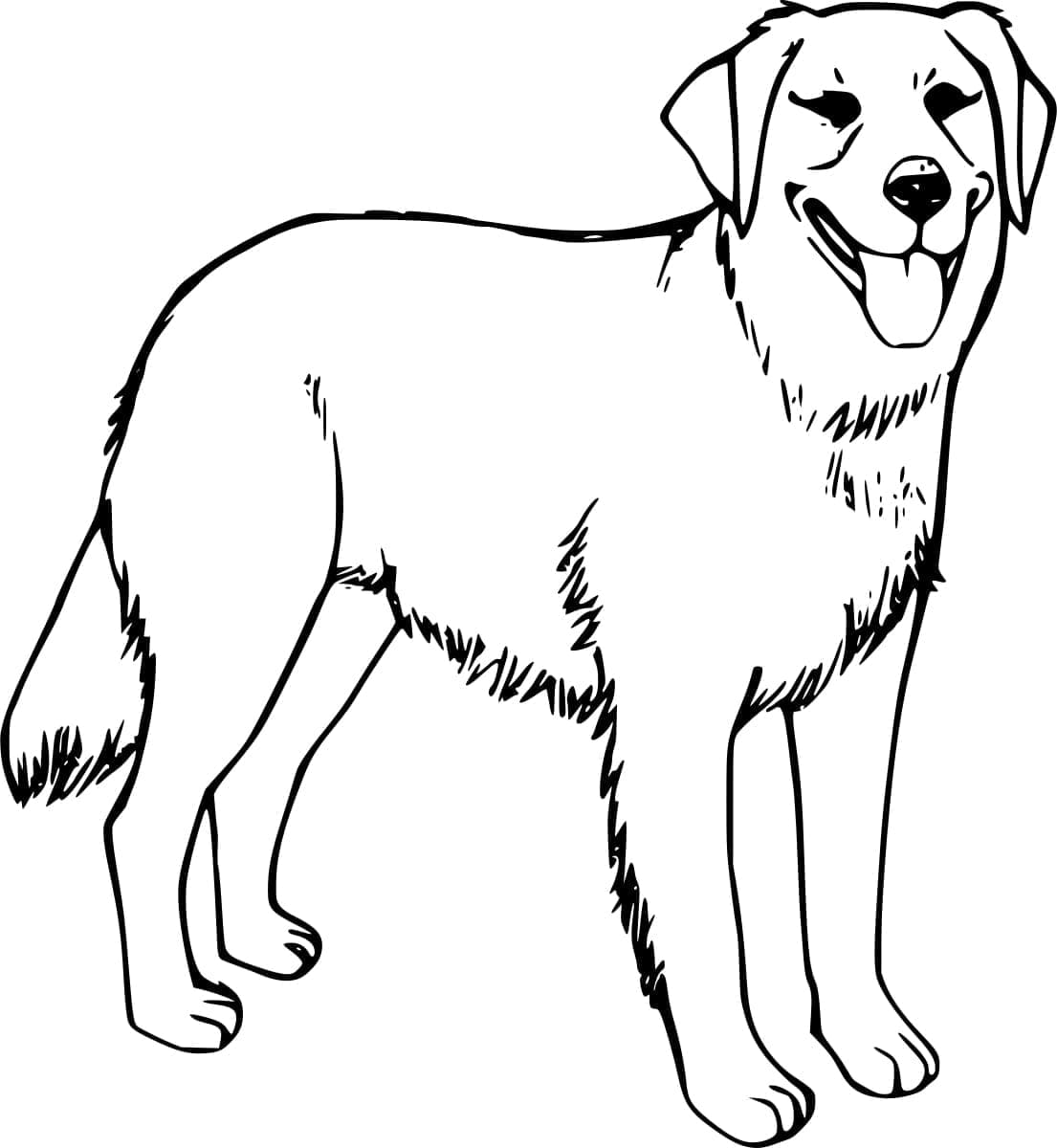 Dasar-dasar Golden Retriever