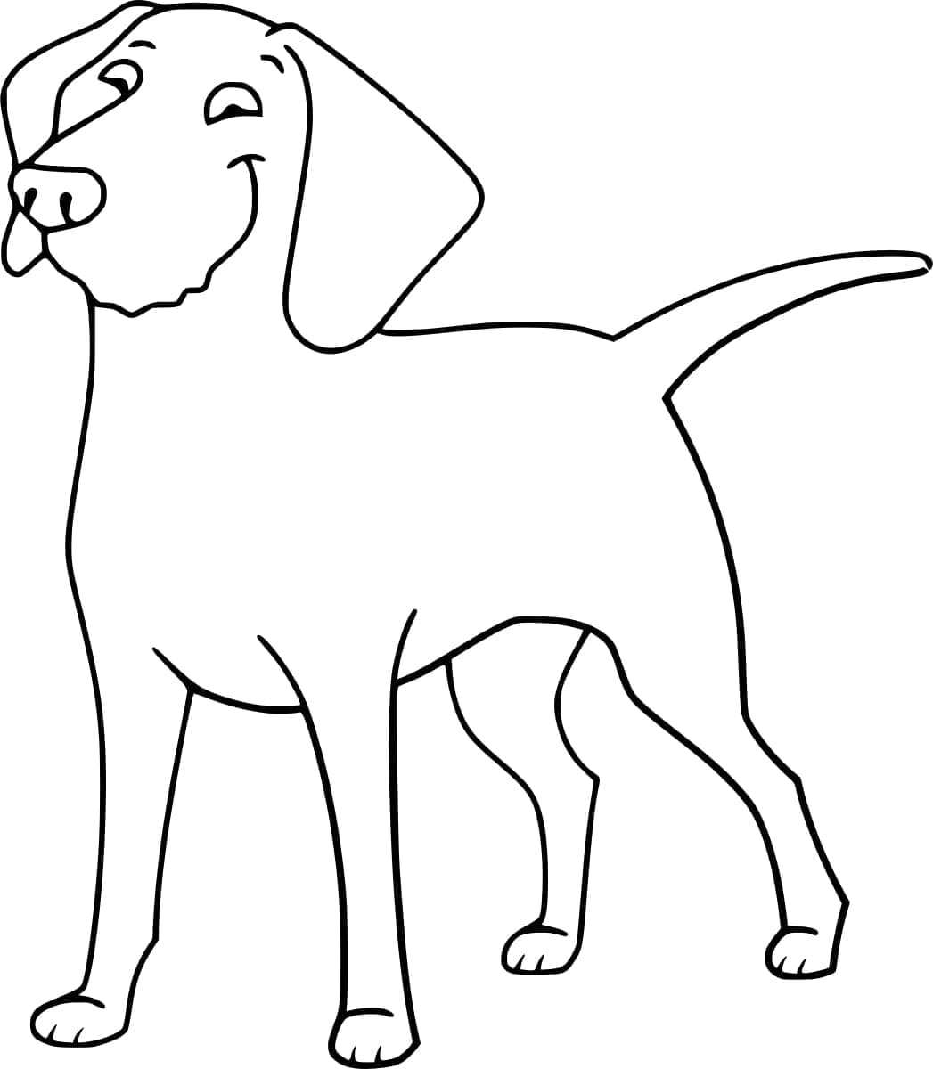 Golden Retriever yang Menyenangkan