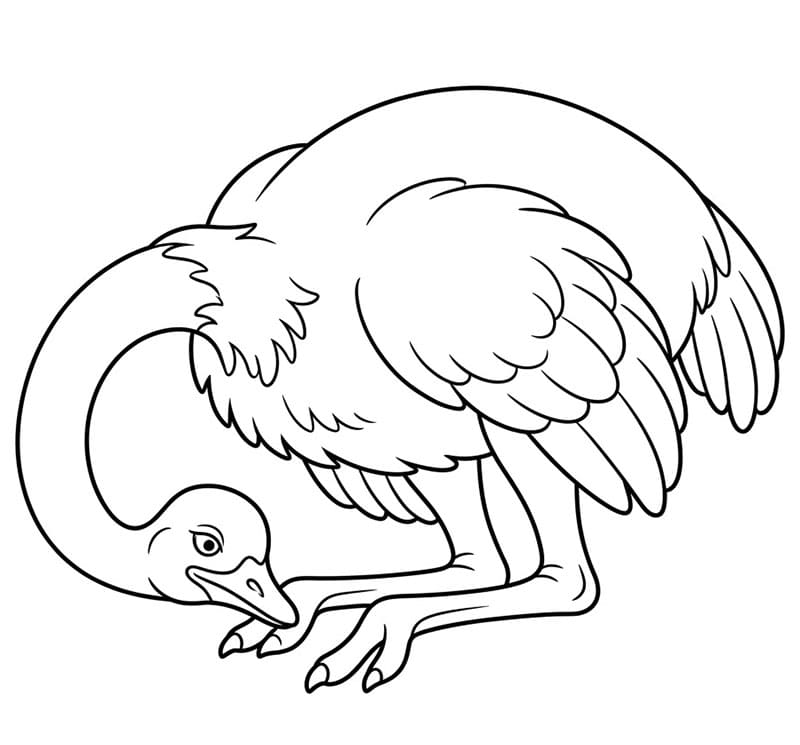 Burung Unta Beristirahat