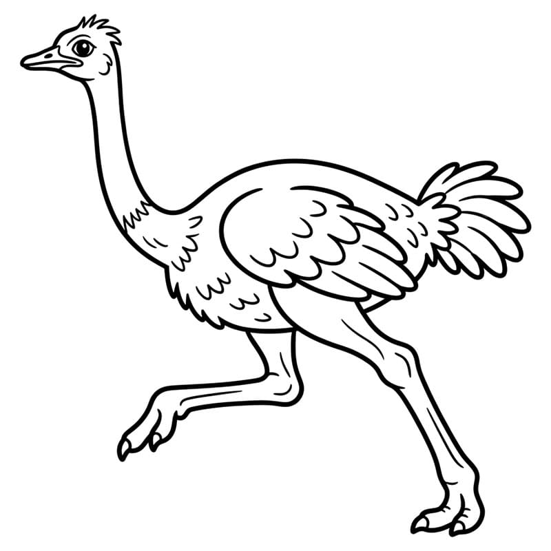 Burung unta berjalan cepat