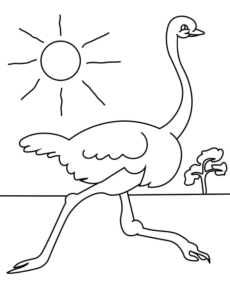 Burung unta berlari dengan lucu