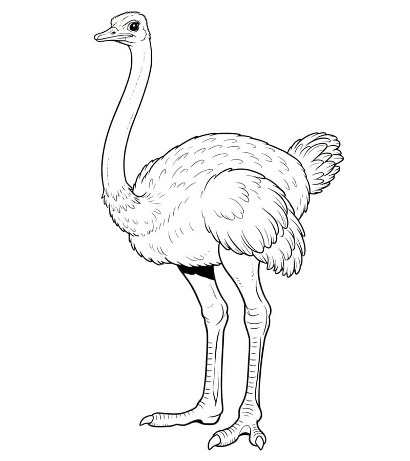 Burung unta berleher panjang