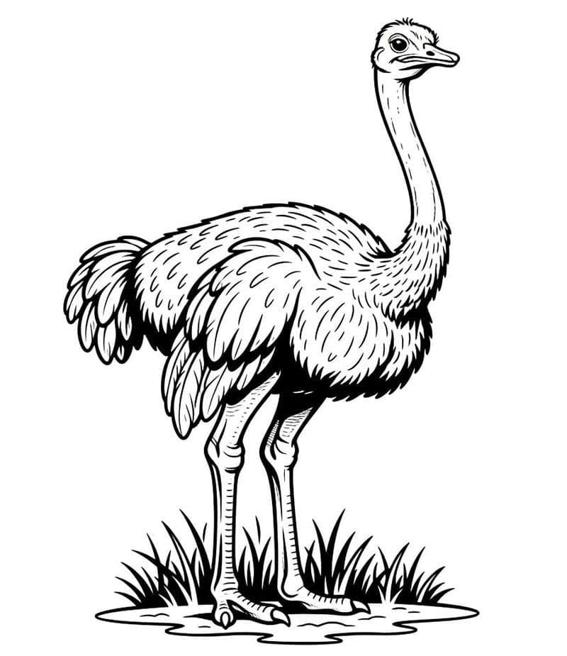 Burung Unta Padang Rumput