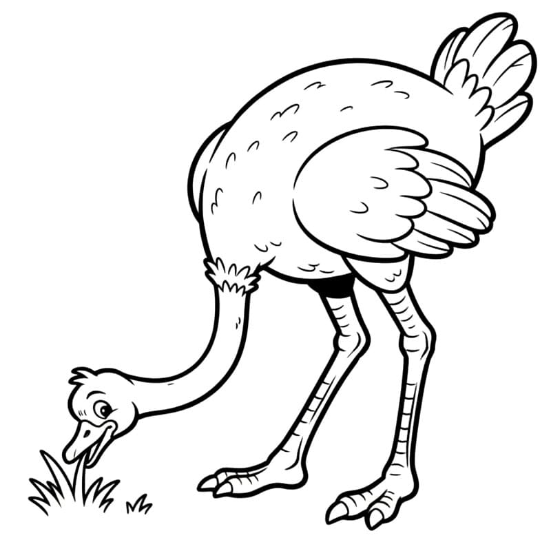 Burung unta sedang makan rumput