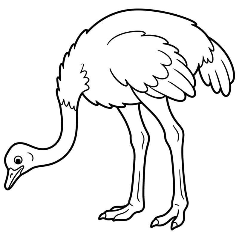 Burung unta sedang mencari