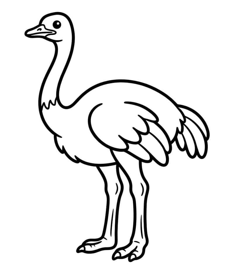 Garis luar burung unta