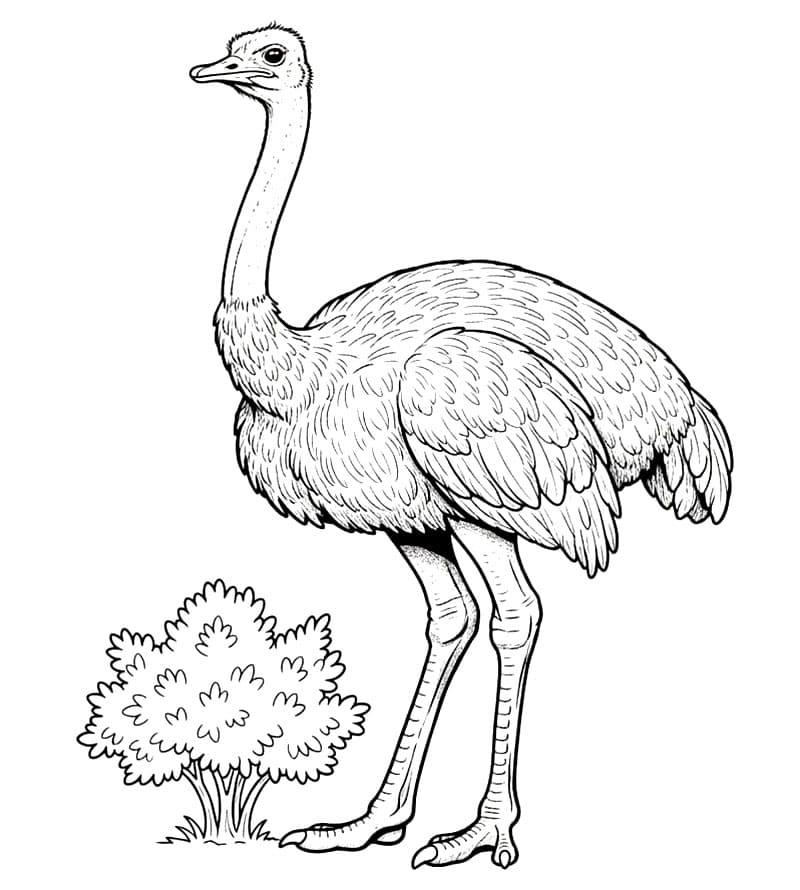 Semak-semak dan burung unta