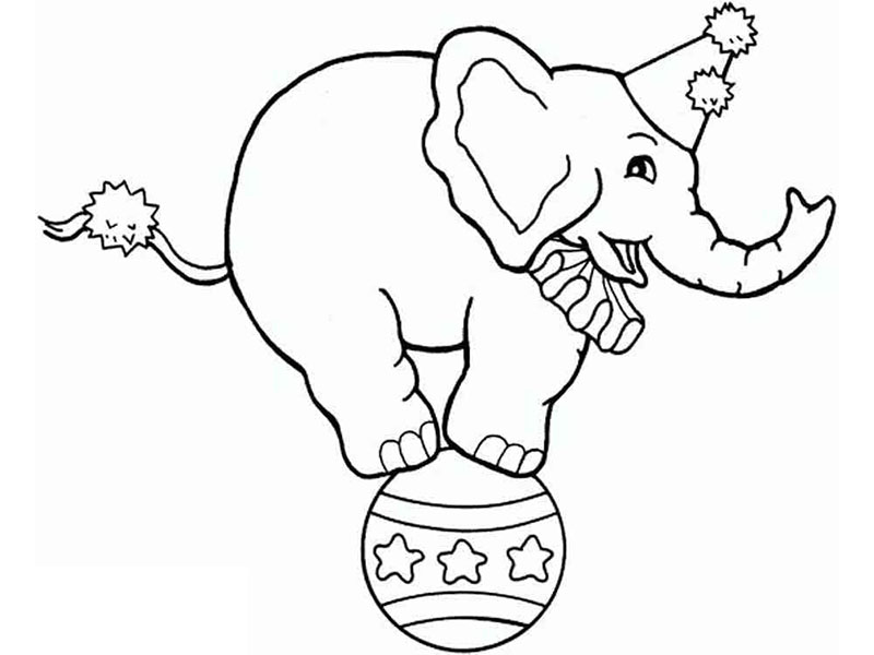 Seekor Gajah Sirkus yang Lucu