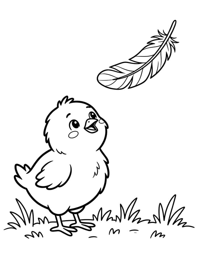 Anak Ayam dan Bulu